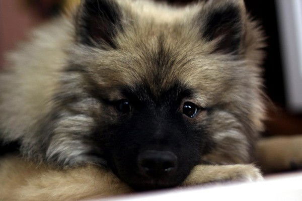 Рыжая Бестыжая