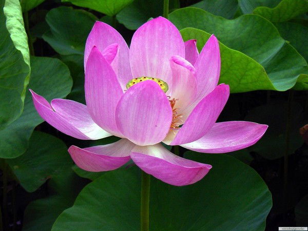 Войтанович Лилия