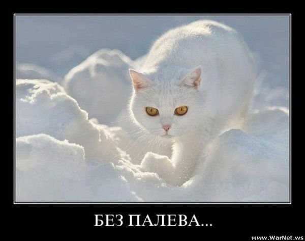 Ардаша Исламова