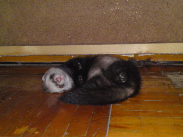 Максим Федотов