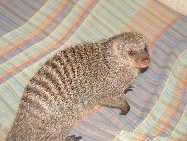 Дима Буньков