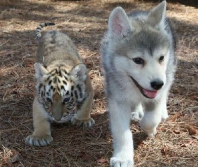 Алихан Шерали