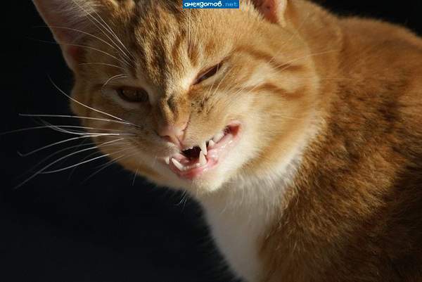 Евгений Крупнов