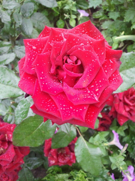 Елена Немичева