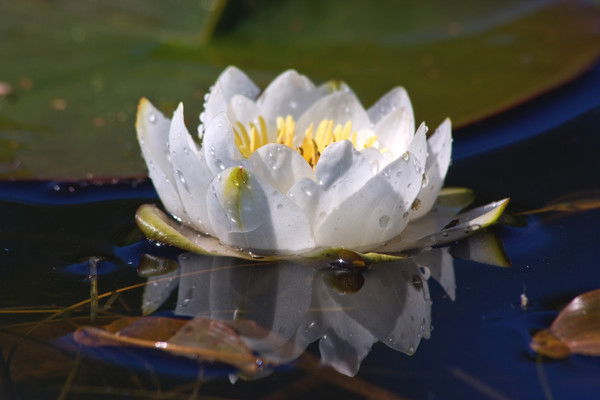 Ольга Ольховская