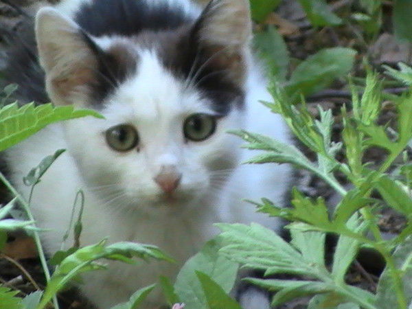 Владимир Батаев