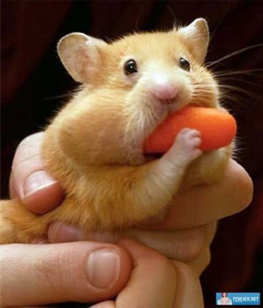 Талгат Шигапов