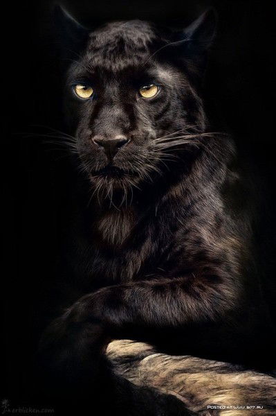 Чернобривченко Виктор