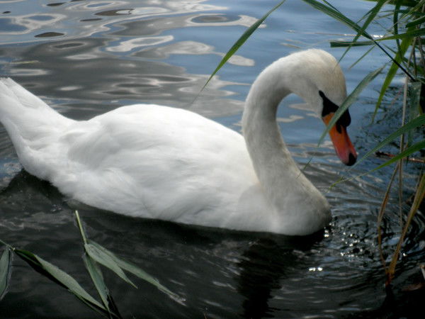 Юлия Викторовна