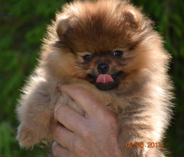 Наталия Петровичева