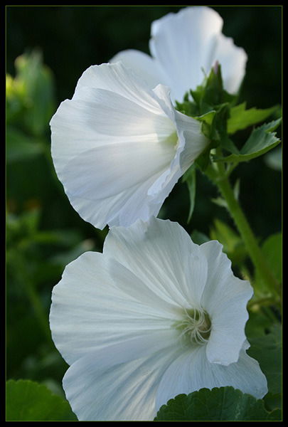 Наталья Молодина