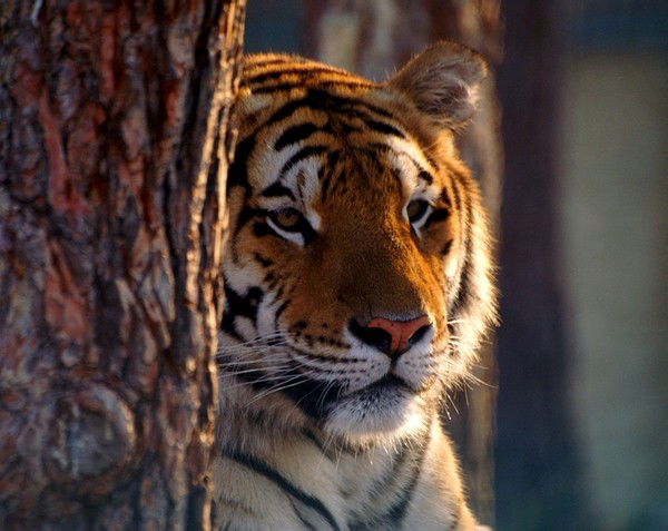 Мария Горина