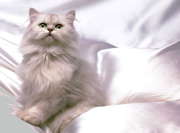 Елена Решетеева