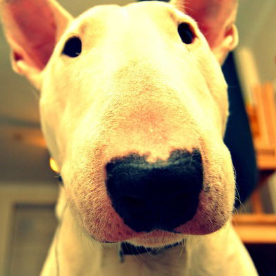 Аня Фоминых