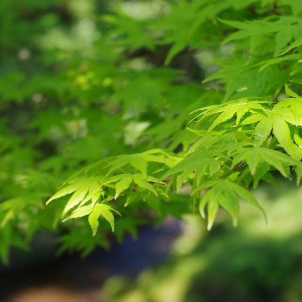 Андрей Косоруков