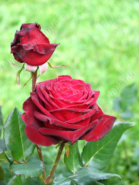 Светлана Мокеева