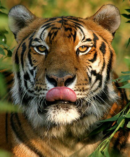 Сергей Ширяев