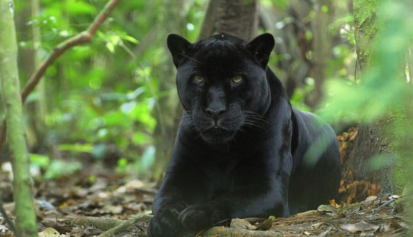 Денис Иванов