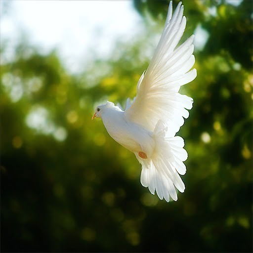 Зао Химреммонтаж