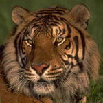 Илья Калантаров