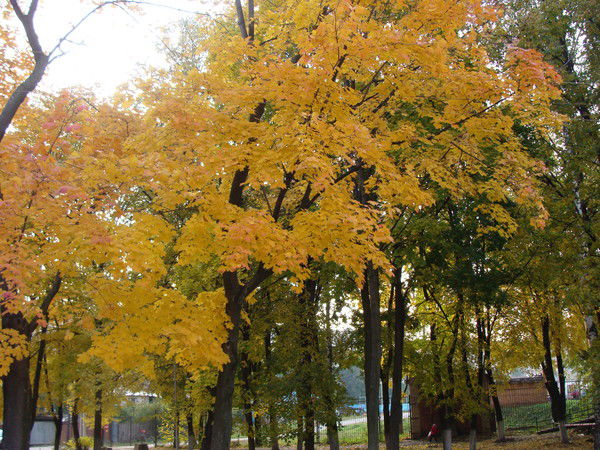 Александр Колодин