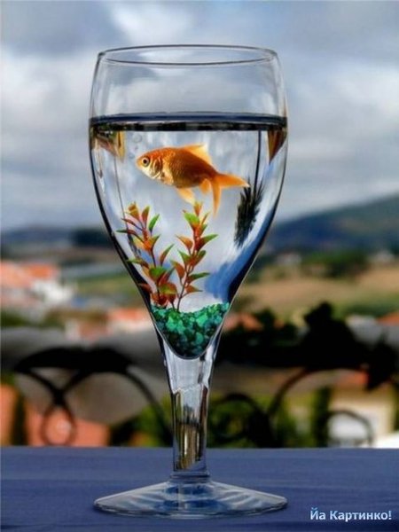Рыбка Золотая Золотая