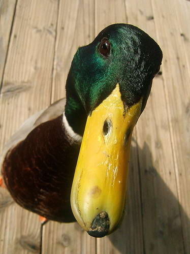 Дима Сидоров