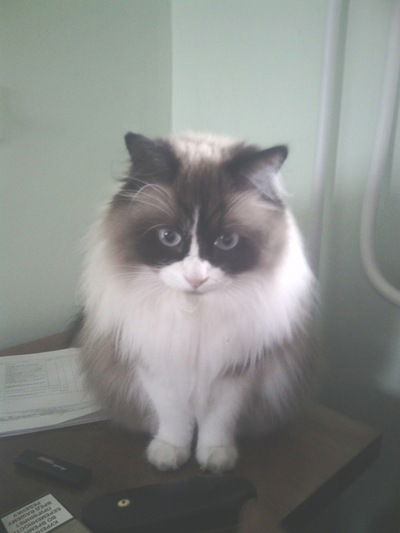 Павел Куриков