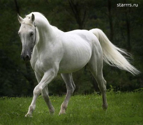 Абзал Себепов