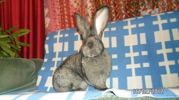 Александр Маштаков