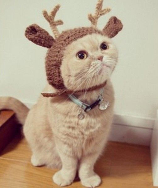 Анна Колтун-Павлова