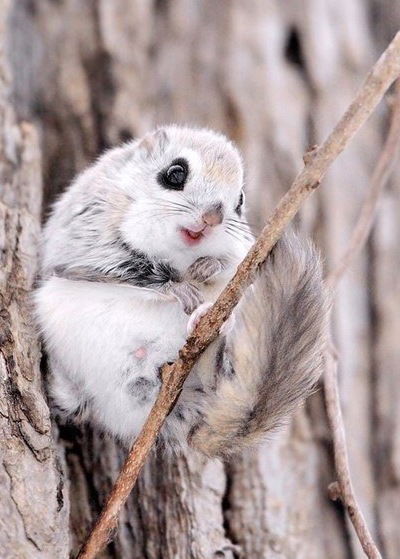 Ольга Шелегина