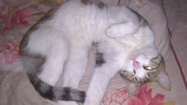 Татьяна Емельянова