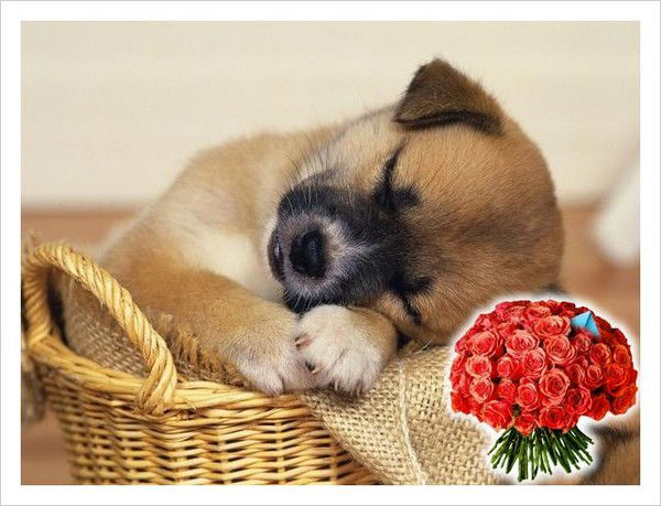 Ирина Гольцова