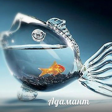 Студия Аквариумов