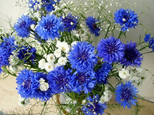 Шебалинская Райсббж С.шебалино