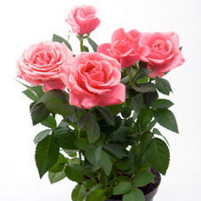 Сергей Сергей