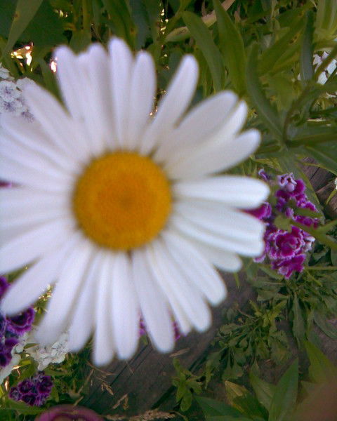 Алла Диянова