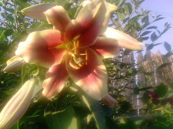 Лариса Василец