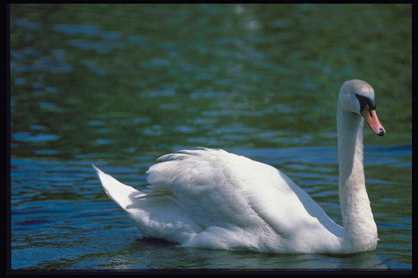 Екатерина Антропова