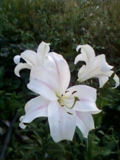 Алёна Виговская