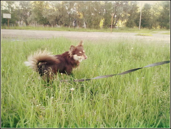 Нина Веселова