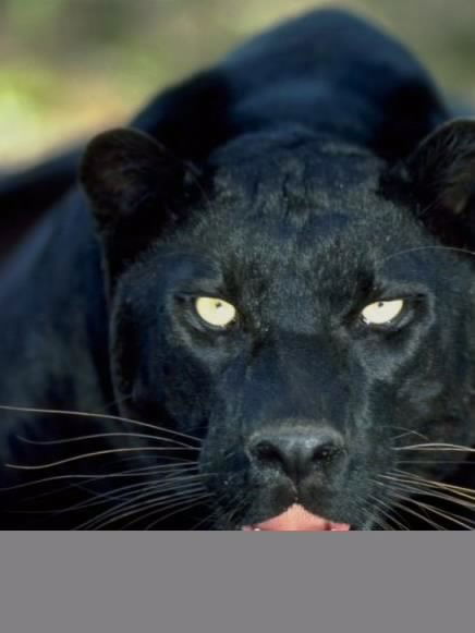 Надежда Бурова