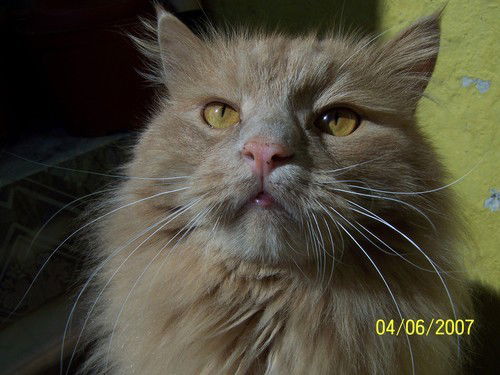 Данил Роговой