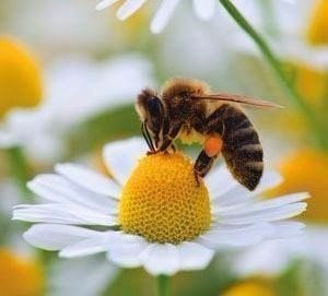 Ирина Гончарова