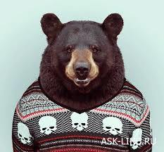 Влад Хвостов