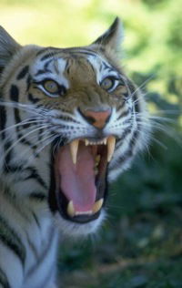 Разиля Амирянова