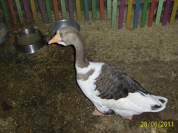 Юлия Бобкина