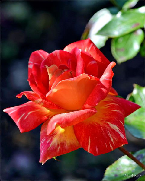 Анюта Анюта