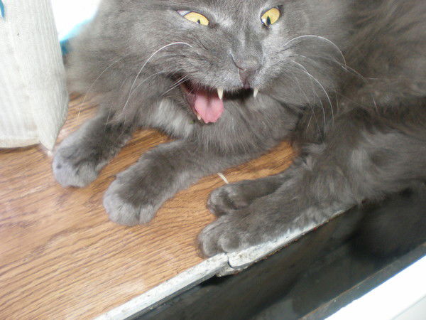 Любимка Любимович